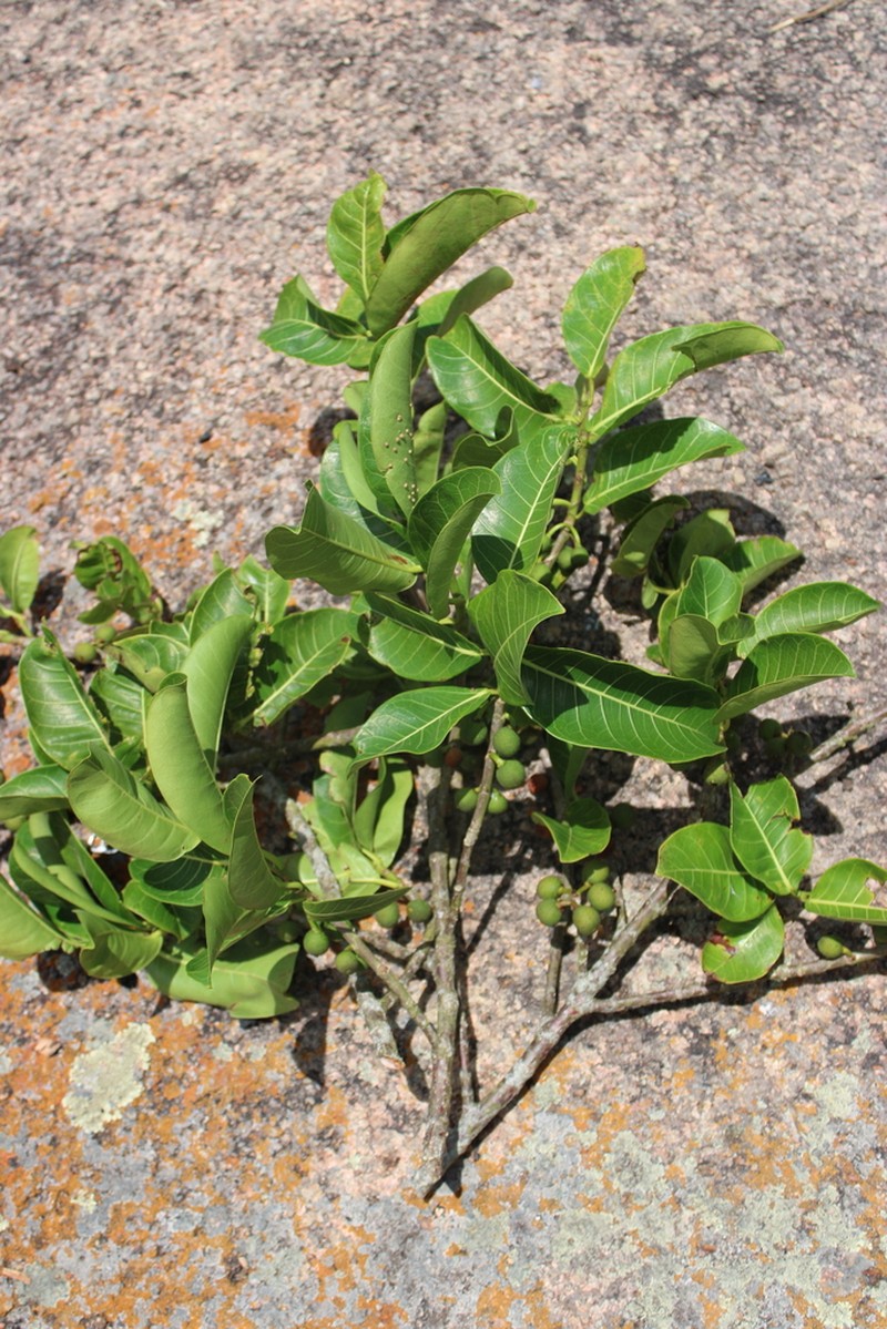 Ficus caatingae photo 8