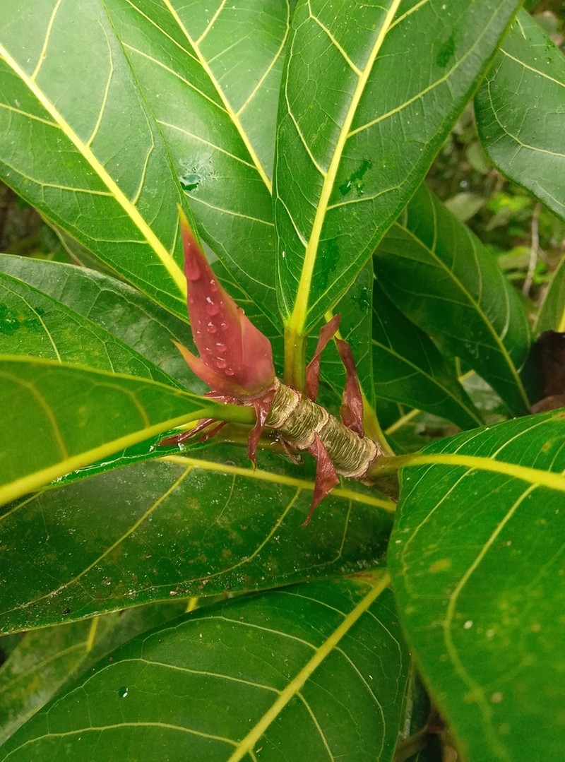 Ficus cahuitensis