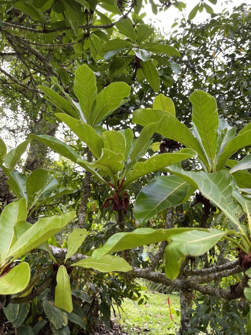 Ficus cahuitensis photo 2