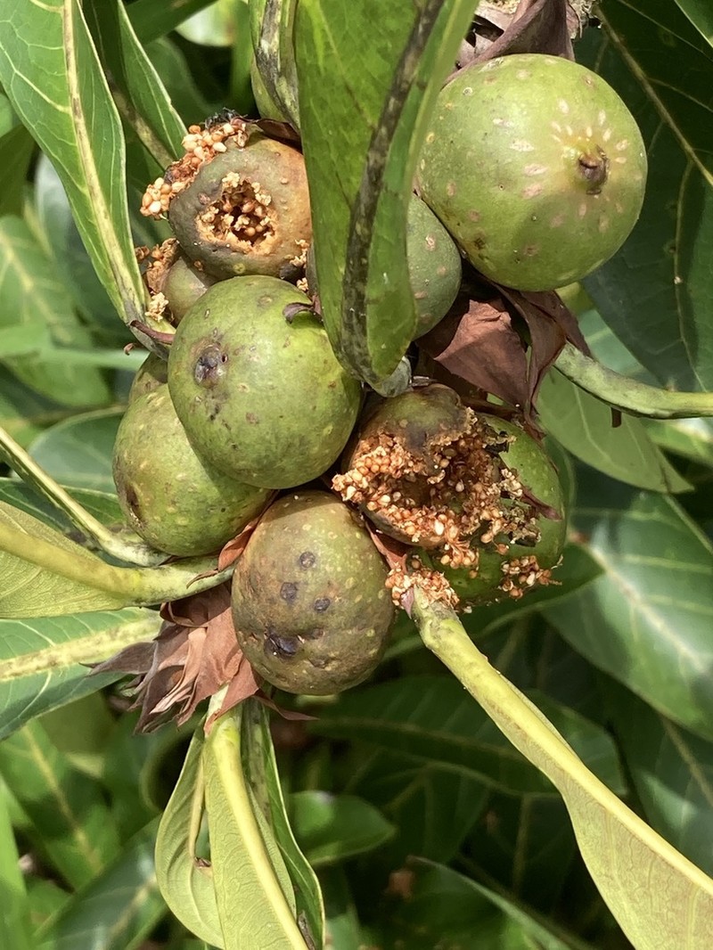 Ficus cahuitensis photo 4