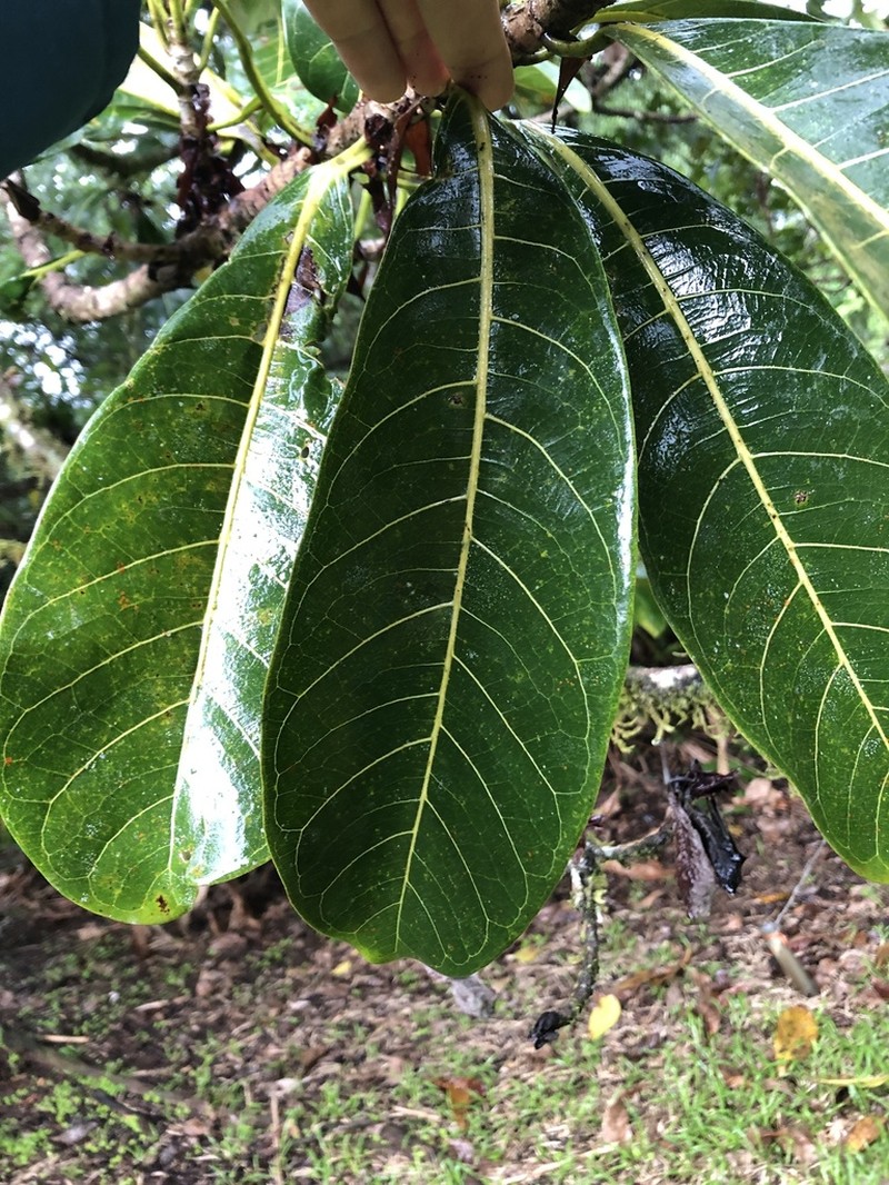 Ficus cahuitensis photo 5