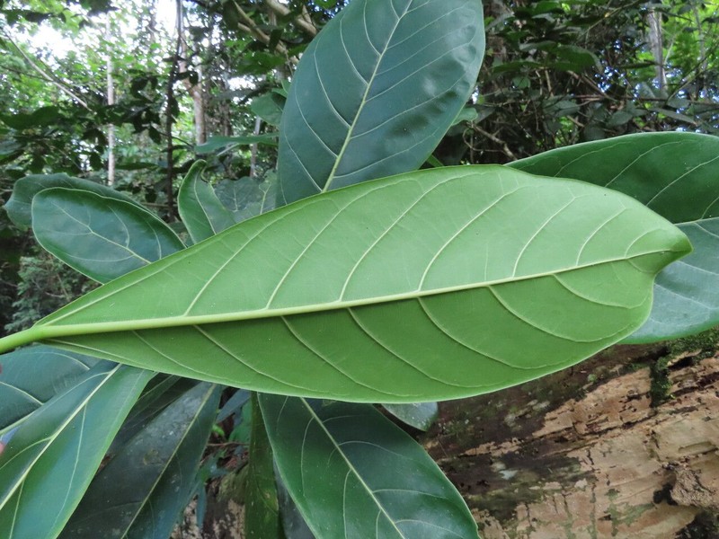 Ficus cahuitensis photo 6