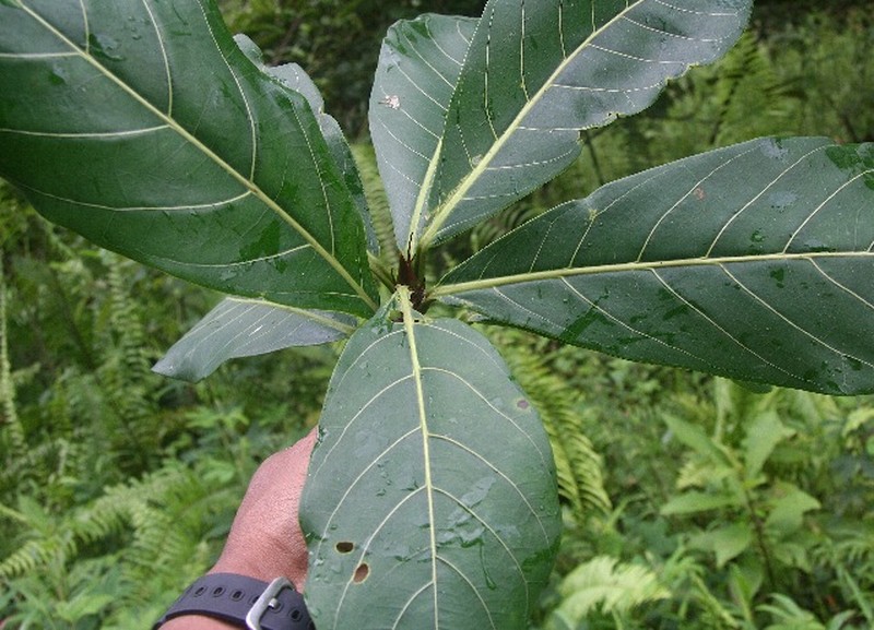 Ficus cahuitensis photo 7