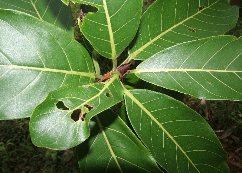 Ficus cahuitensis photo 8