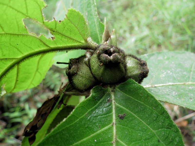Ficus calcarata