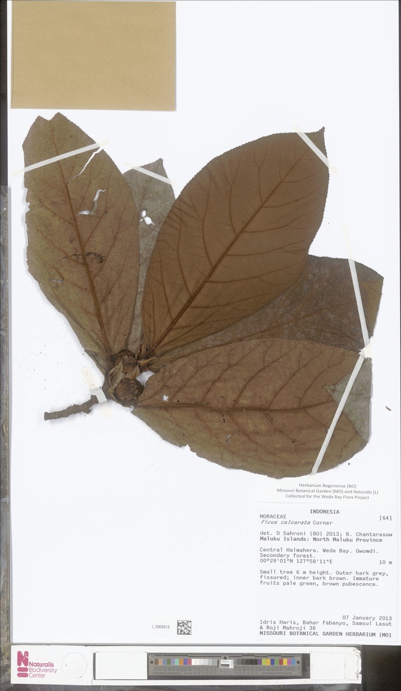 Ficus calcarata photo 2