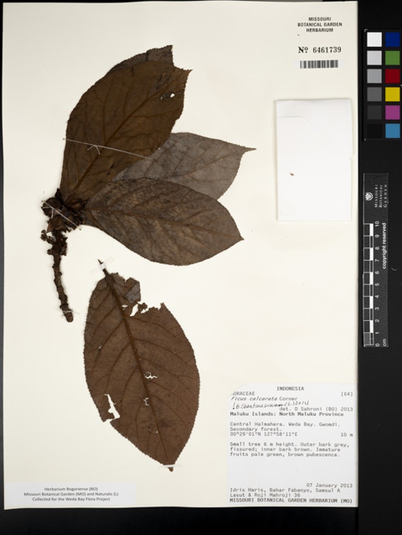 Ficus calcarata photo 3