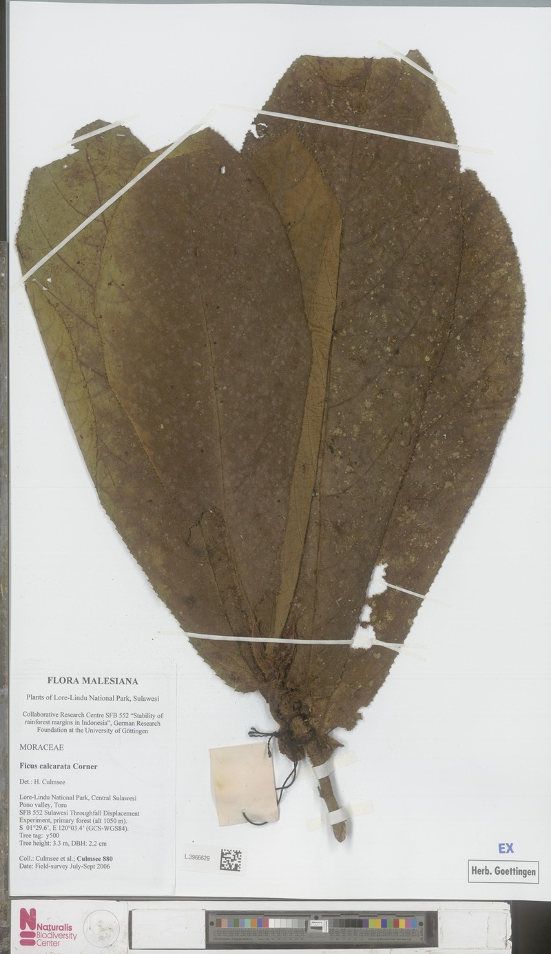 Ficus calcarata photo 4