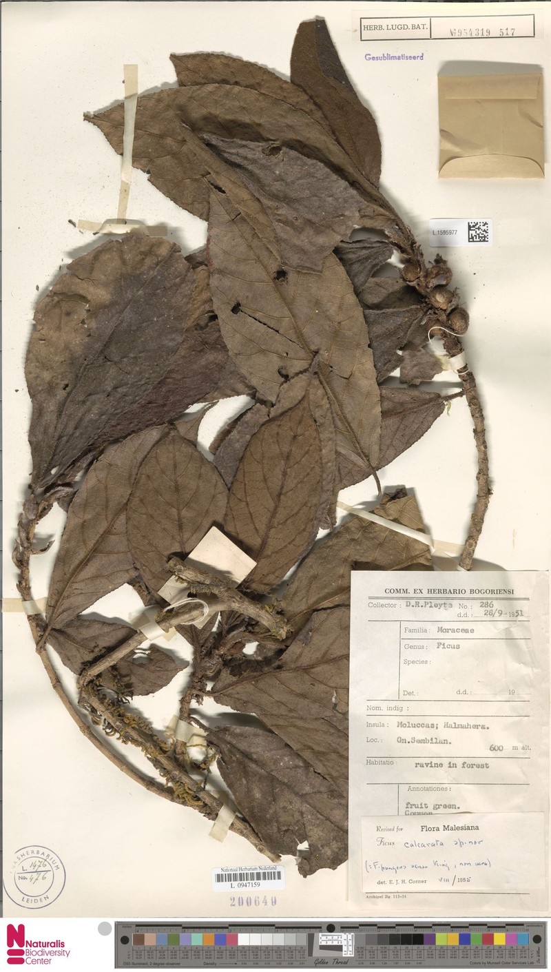 Ficus calcarata photo 6