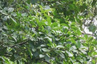 Ficus caldasiana