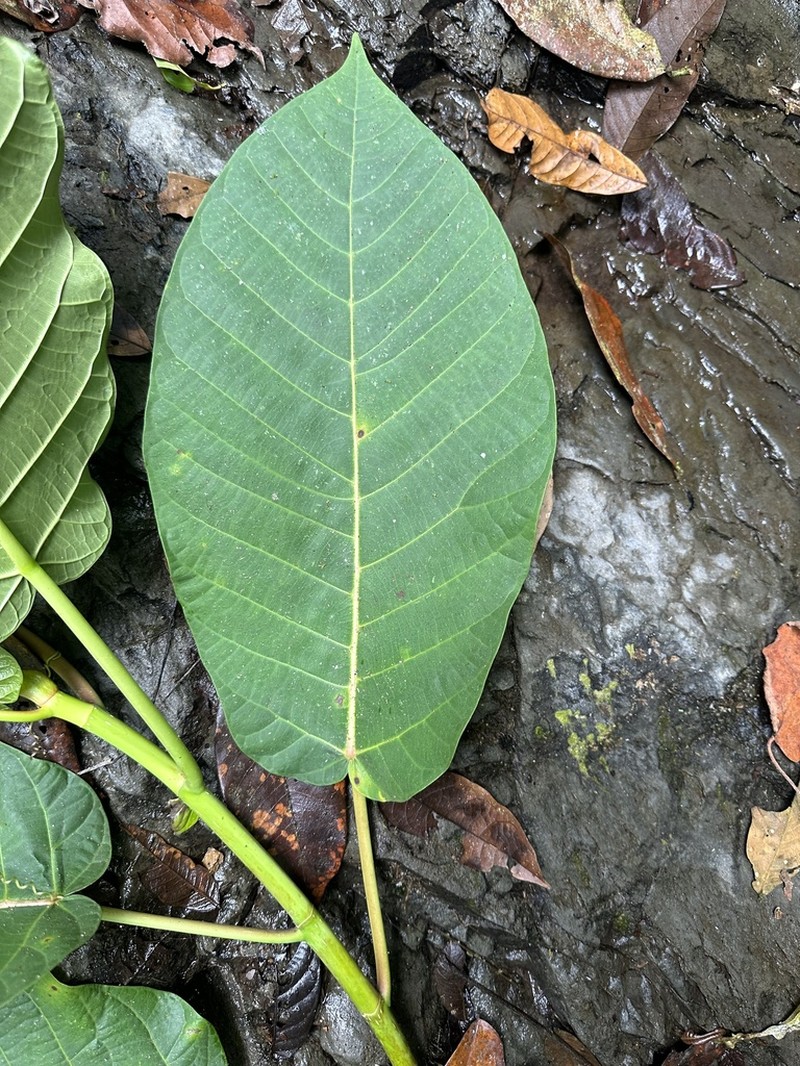 Ficus caldasiana photo 2