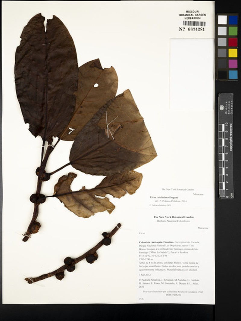 Ficus caldasiana photo 3