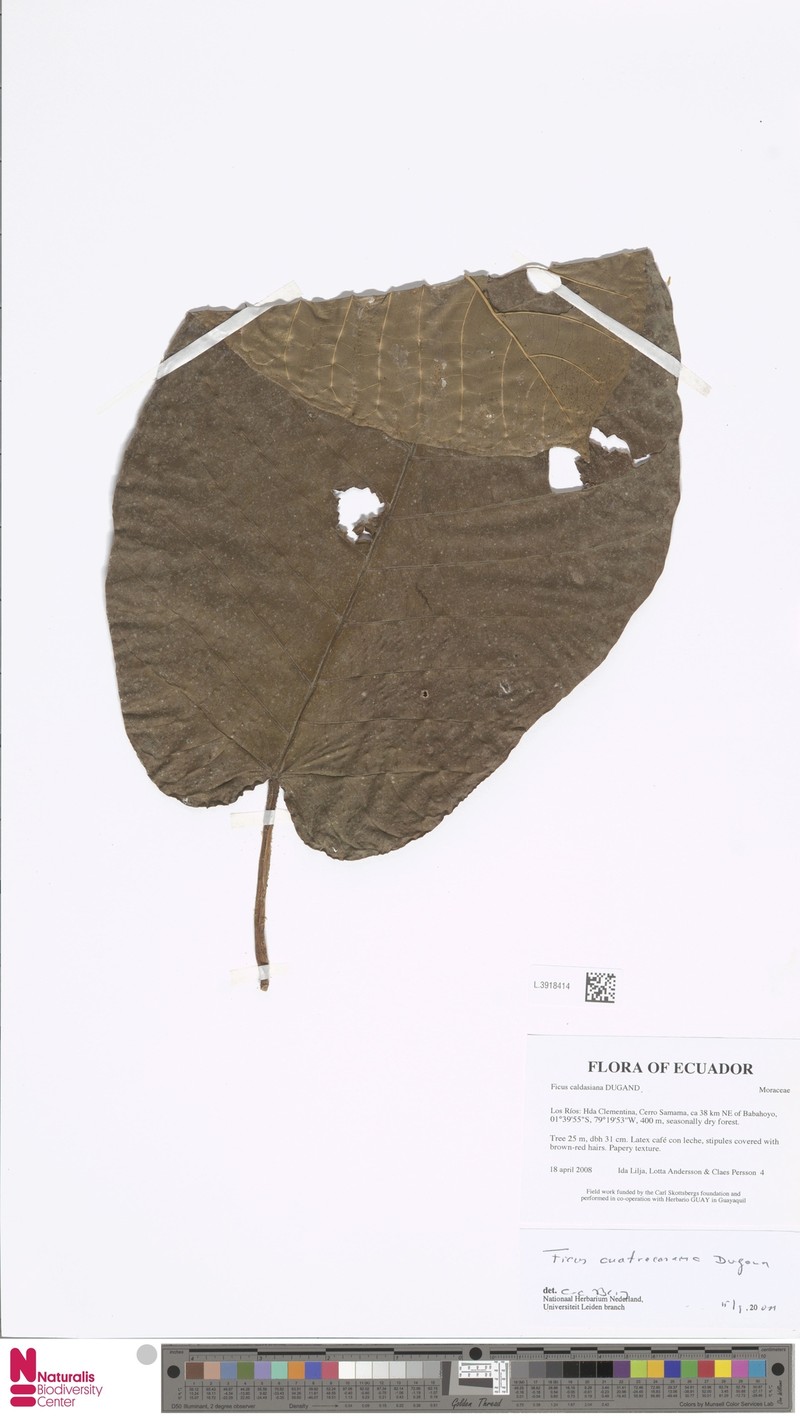Ficus caldasiana photo 4