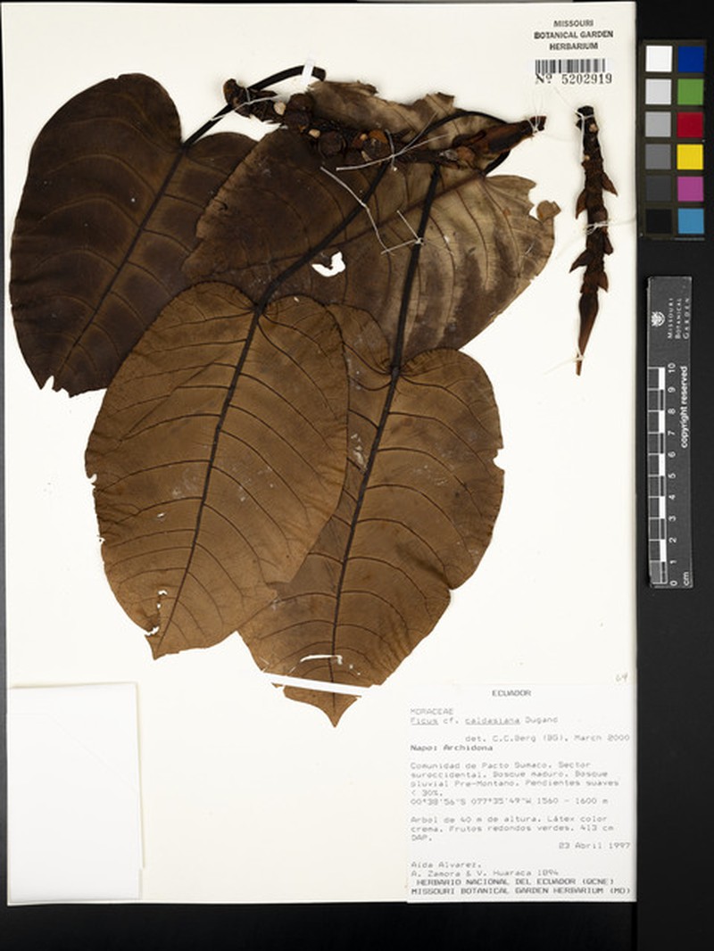 Ficus caldasiana photo 5