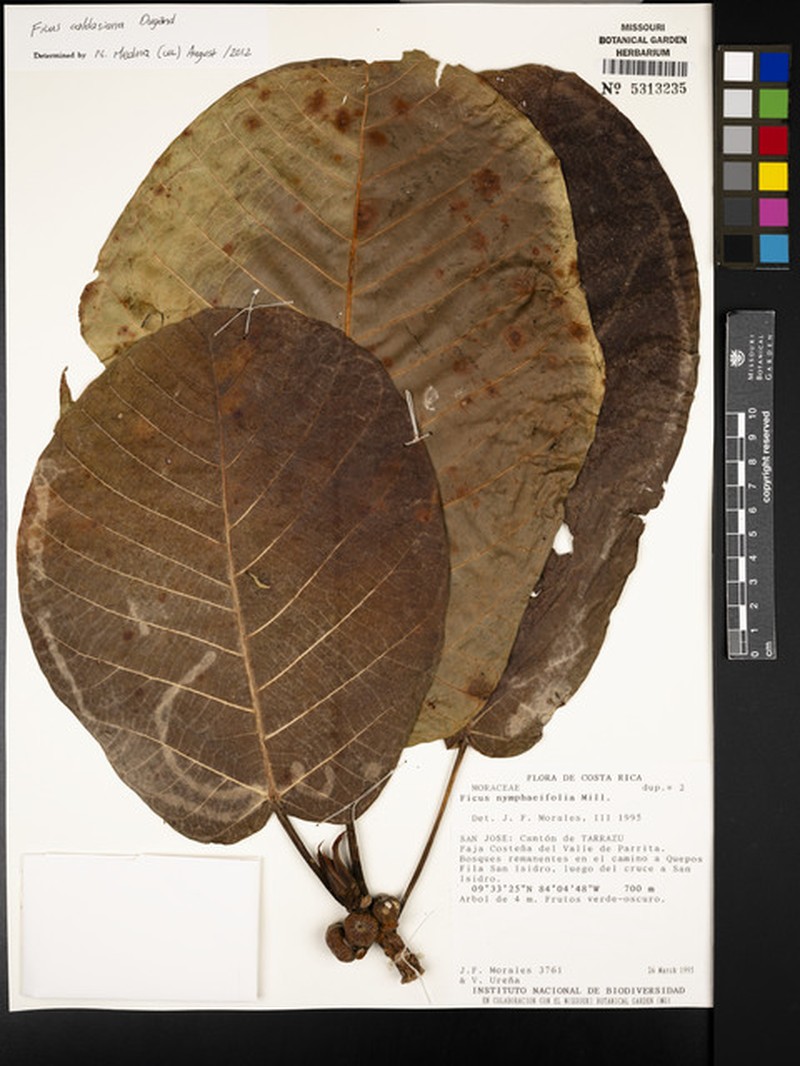 Ficus caldasiana photo 7