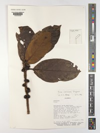 Ficus calimana