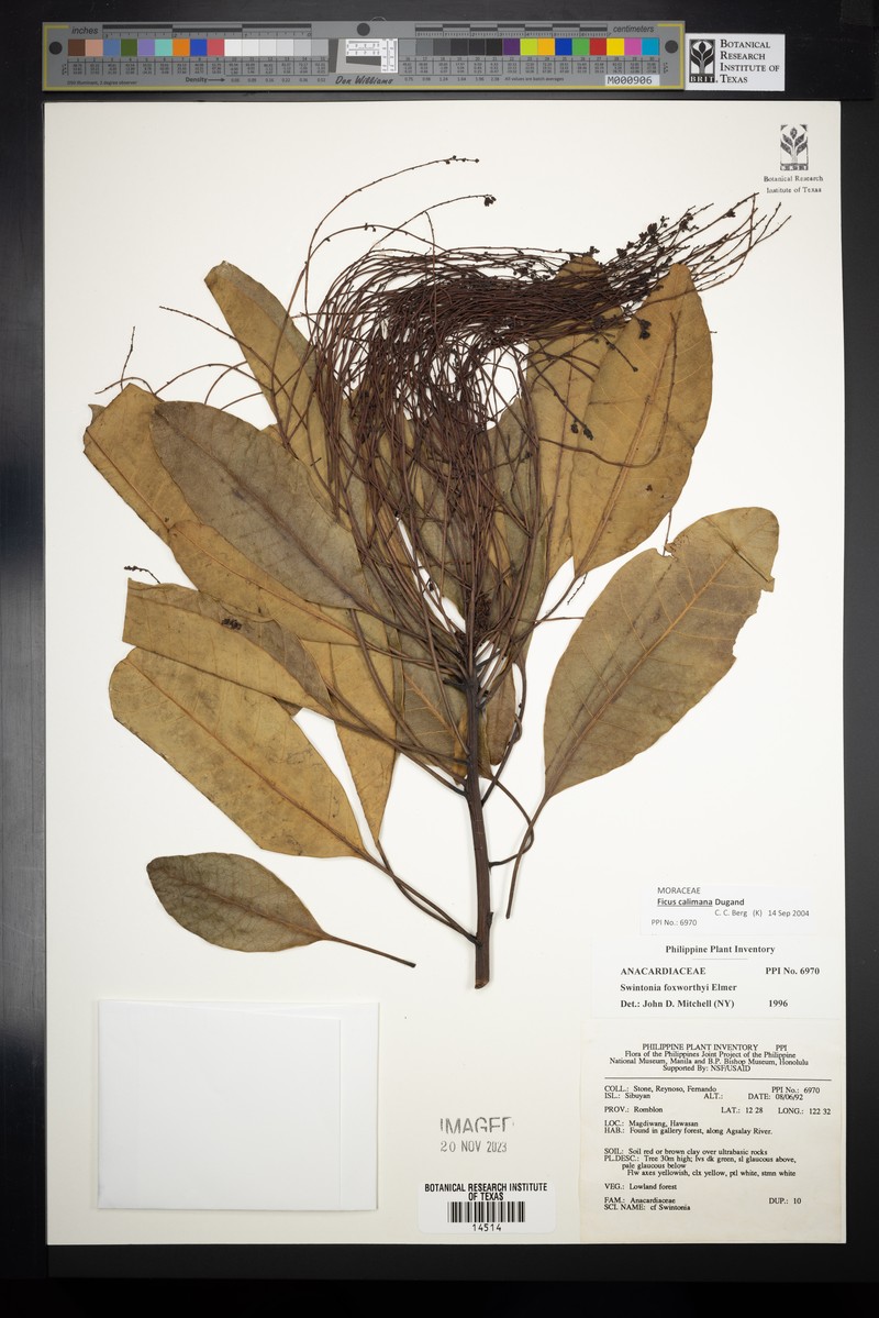 Ficus calimana photo 3