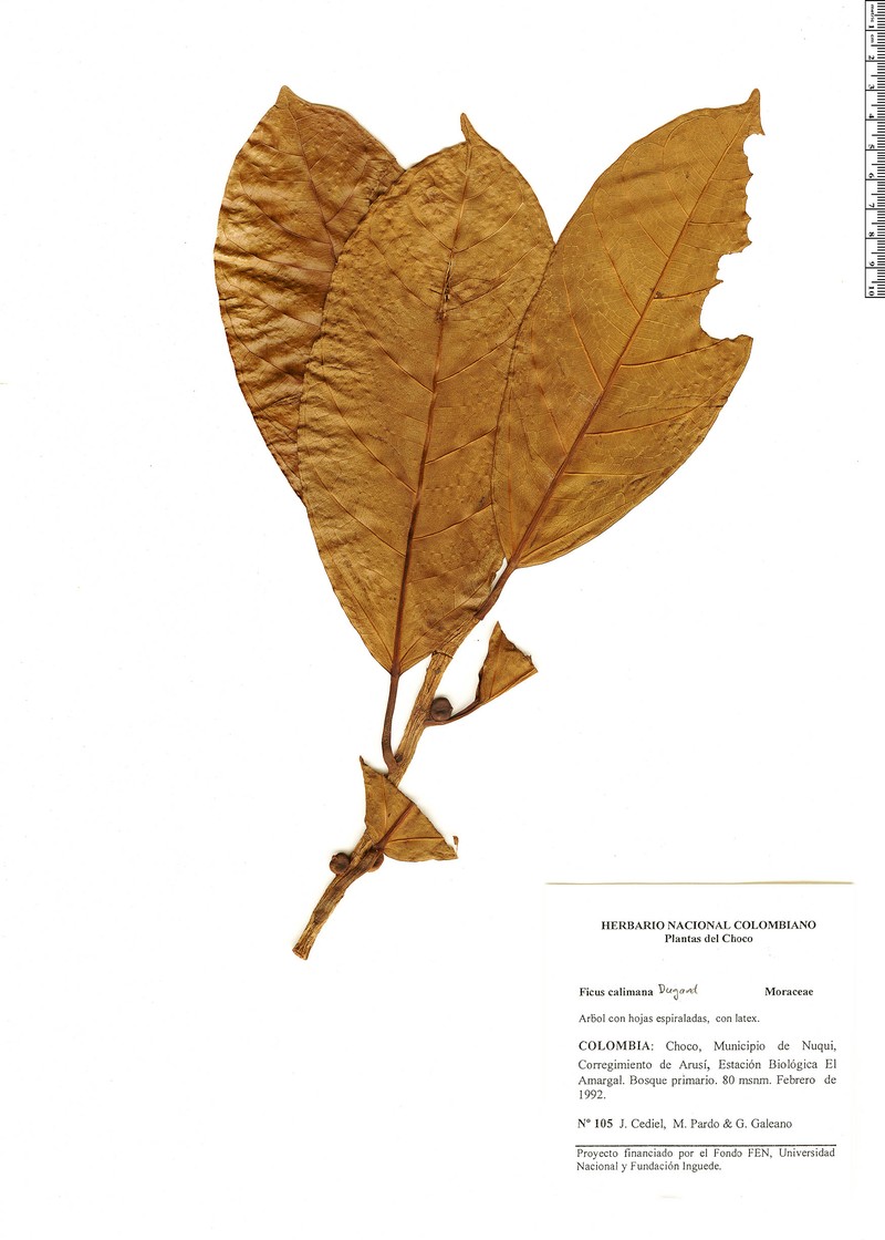 Ficus calimana photo 4