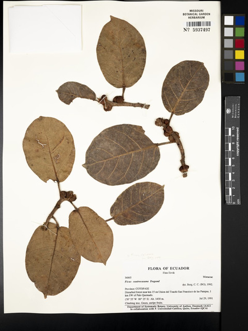 Ficus calimana photo 5