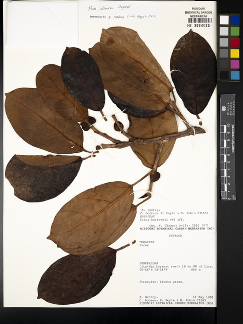 Ficus calimana photo 6