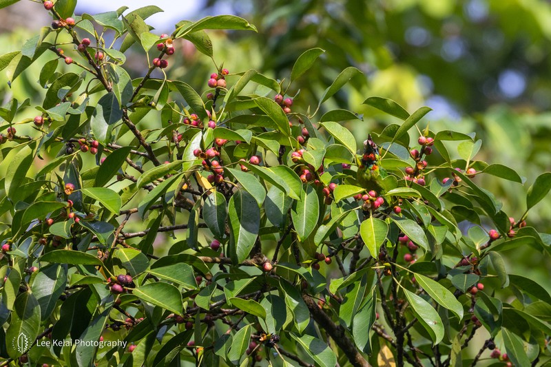 Ficus callophylla