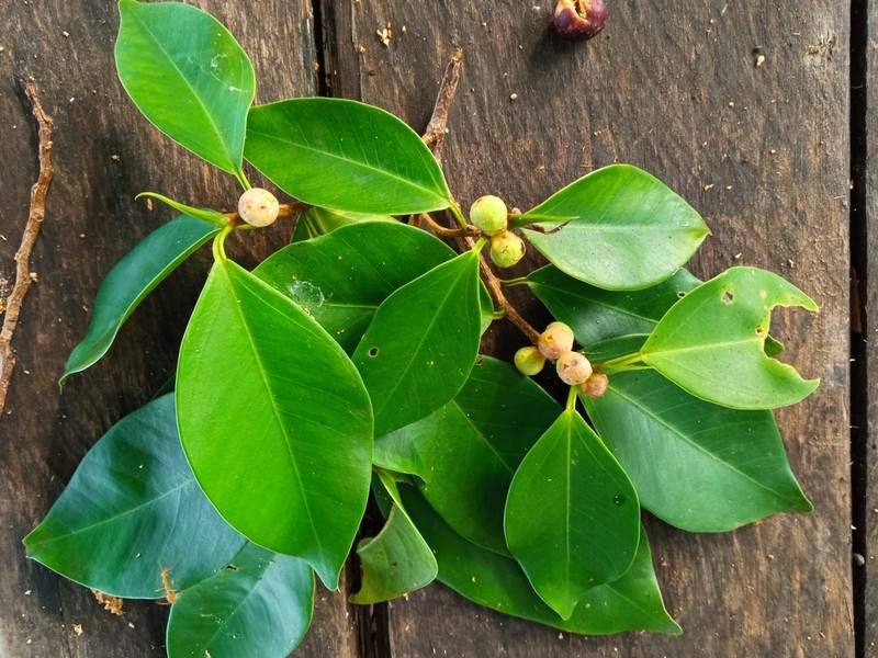 Ficus callophylla photo 2