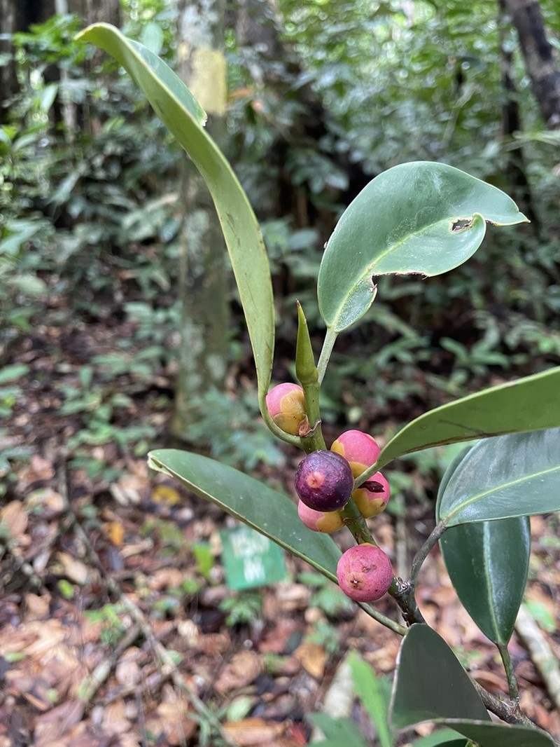 Ficus callophylla photo 3