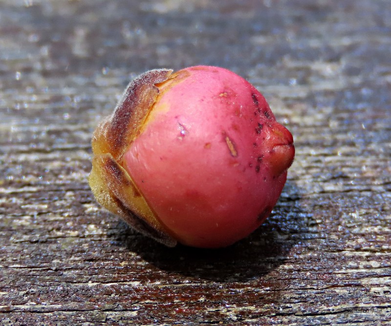 Ficus callophylla photo 4