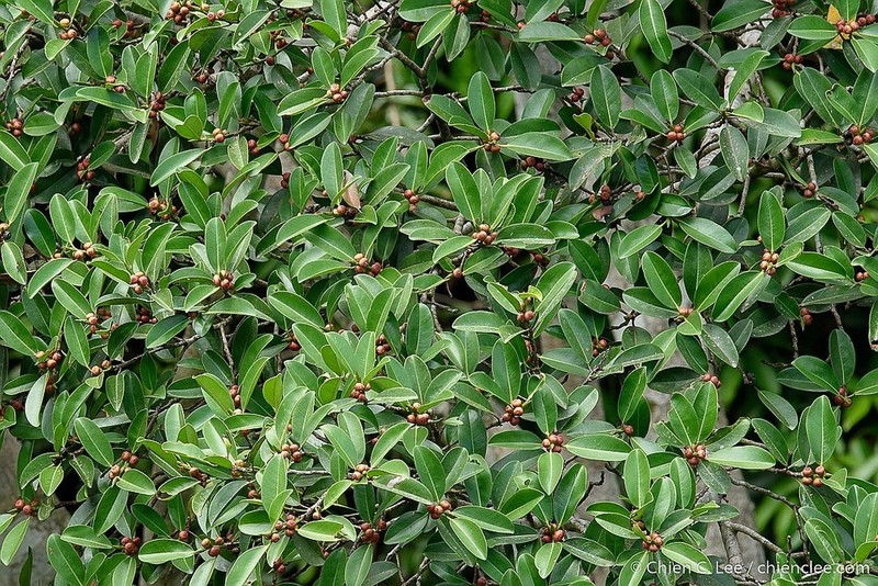 Ficus callophylla photo 5