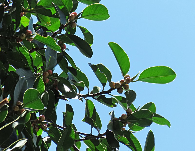 Ficus callophylla photo 6