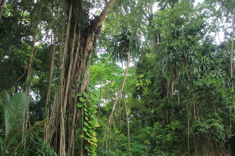 Ficus callophylla photo 7
