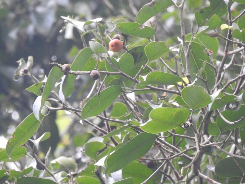 Ficus callophylla photo 8