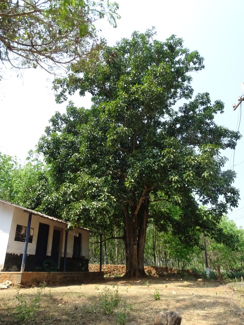 Ficus callosa