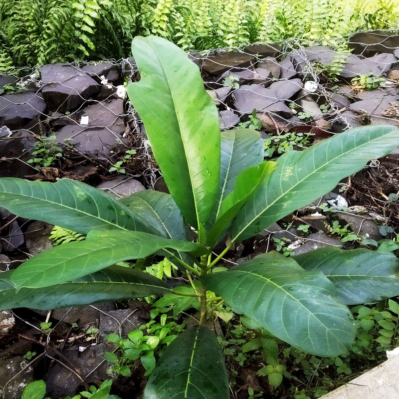 Ficus callosa photo 2