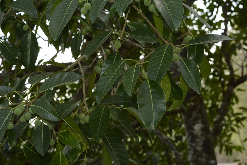 Ficus callosa photo 3