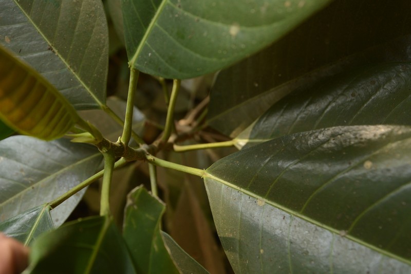 Ficus callosa photo 4