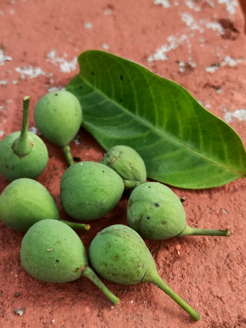 Ficus callosa photo 5