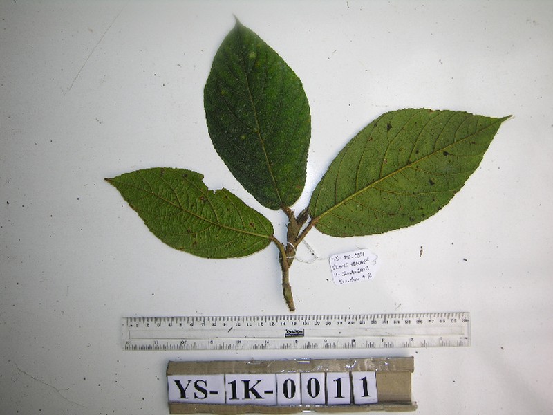 Ficus calopilina