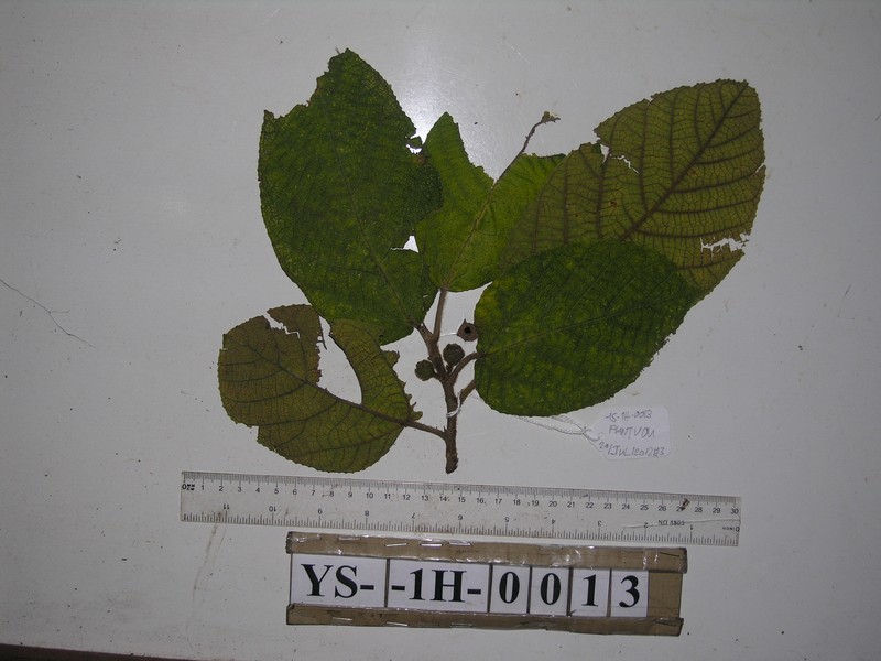 Ficus calopilina photo 2