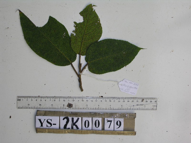 Ficus calopilina photo 3
