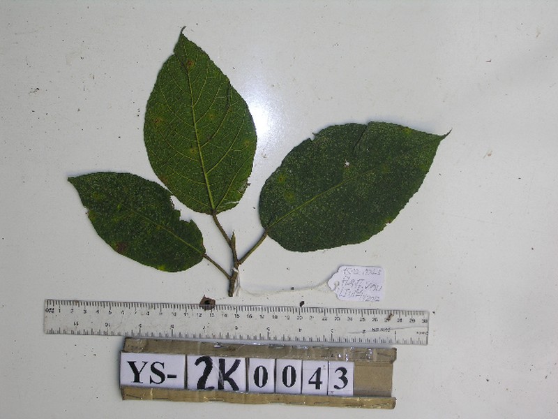 Ficus calopilina photo 4