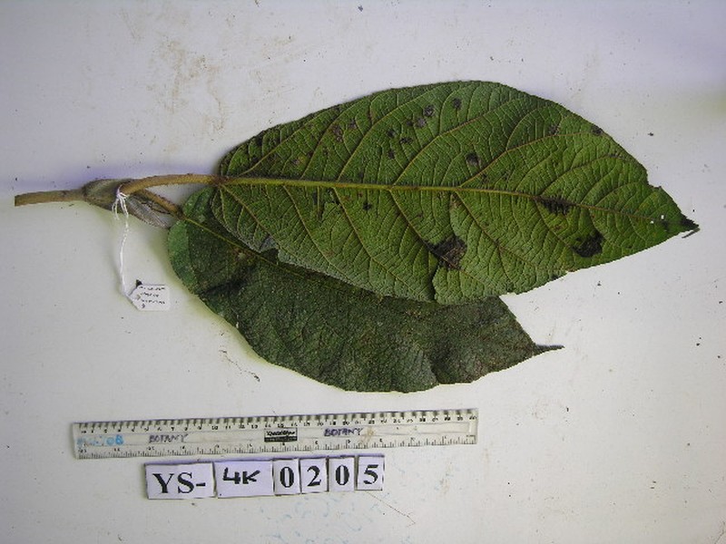 Ficus calopilina photo 5
