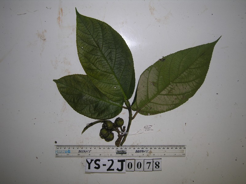 Ficus calopilina photo 6