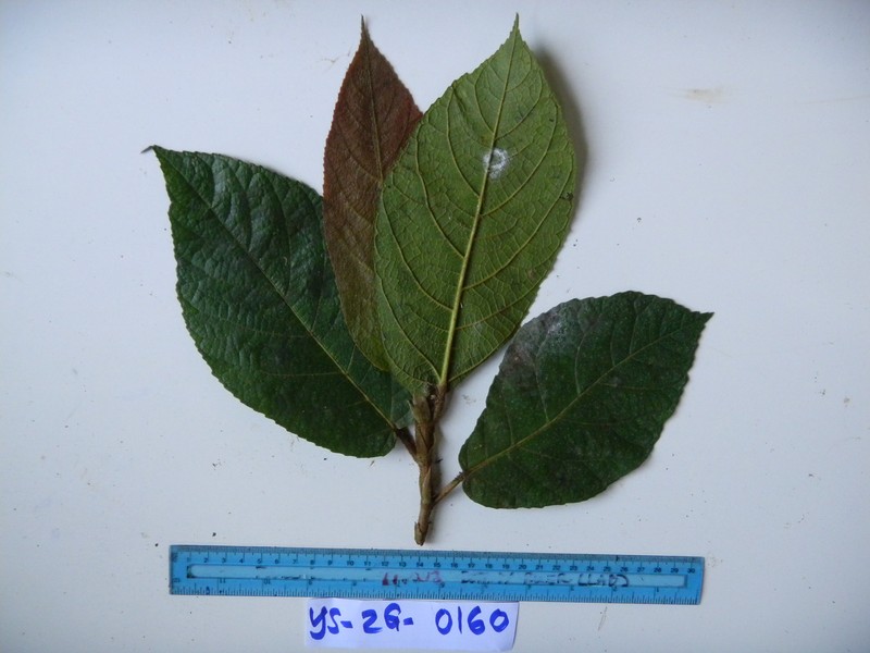 Ficus calopilina photo 7