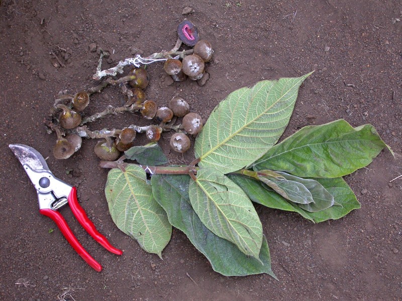 Ficus calopilina photo 8
