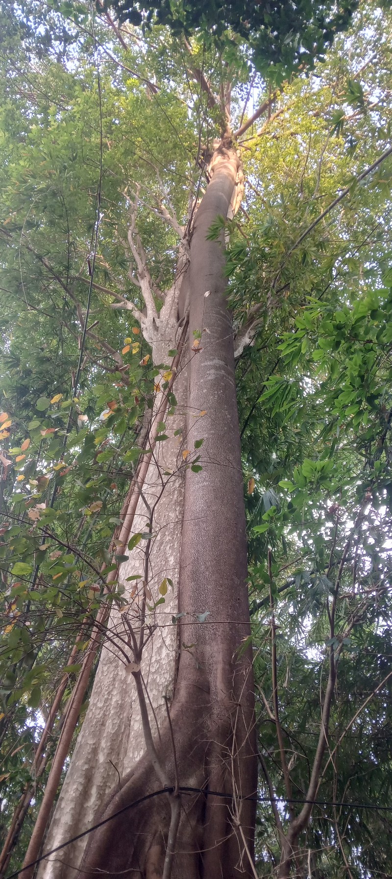 Ficus calyculata