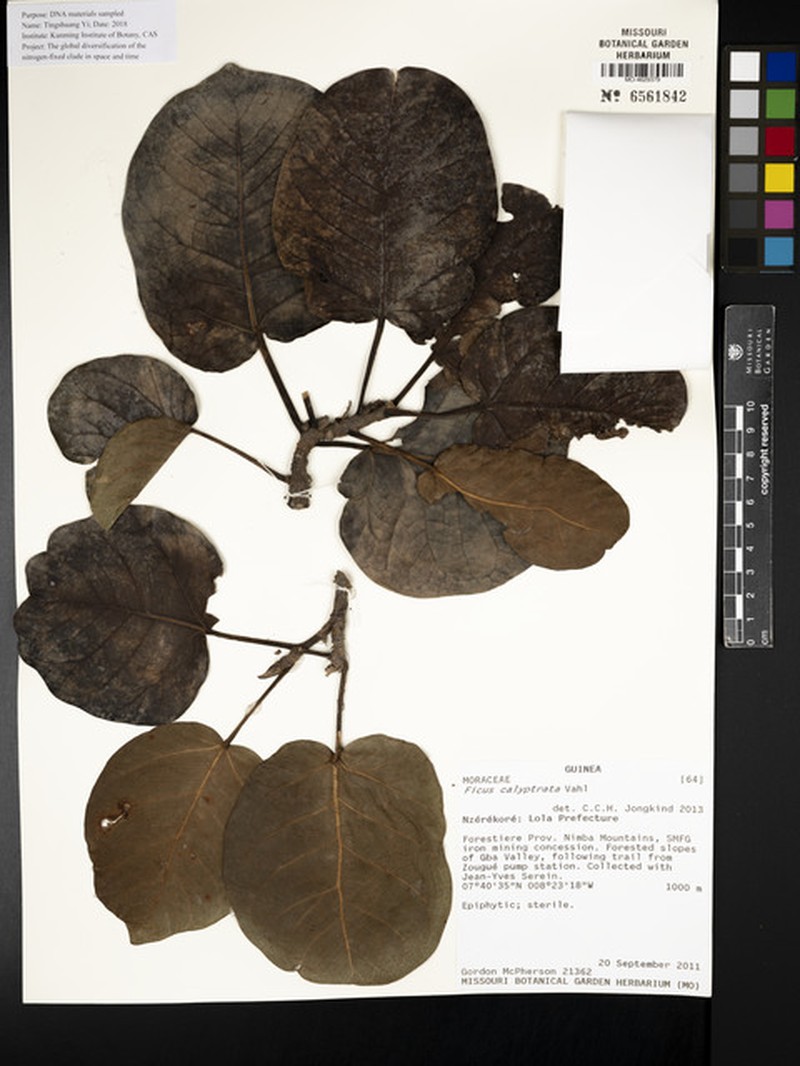 Ficus calyptrata