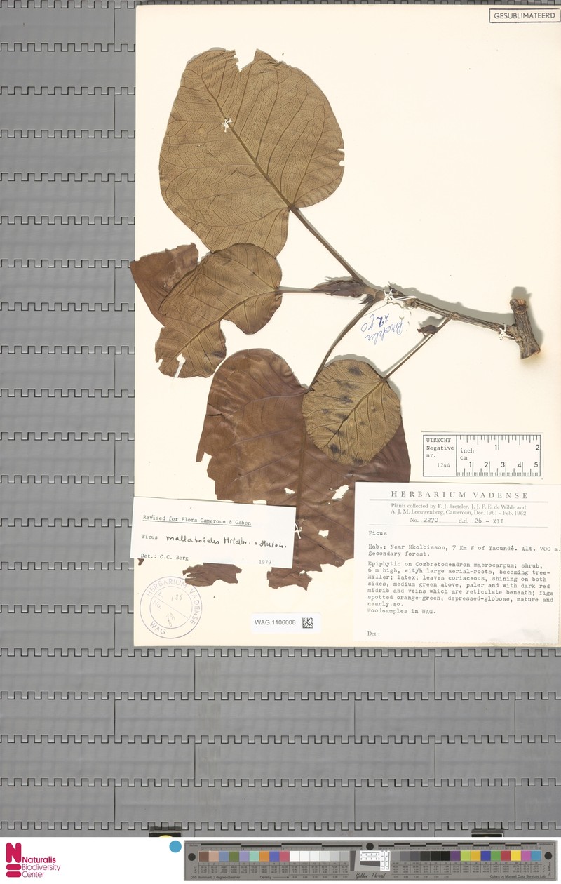 Ficus calyptrata photo 5