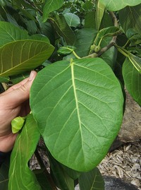 Ficus calyptroceras
