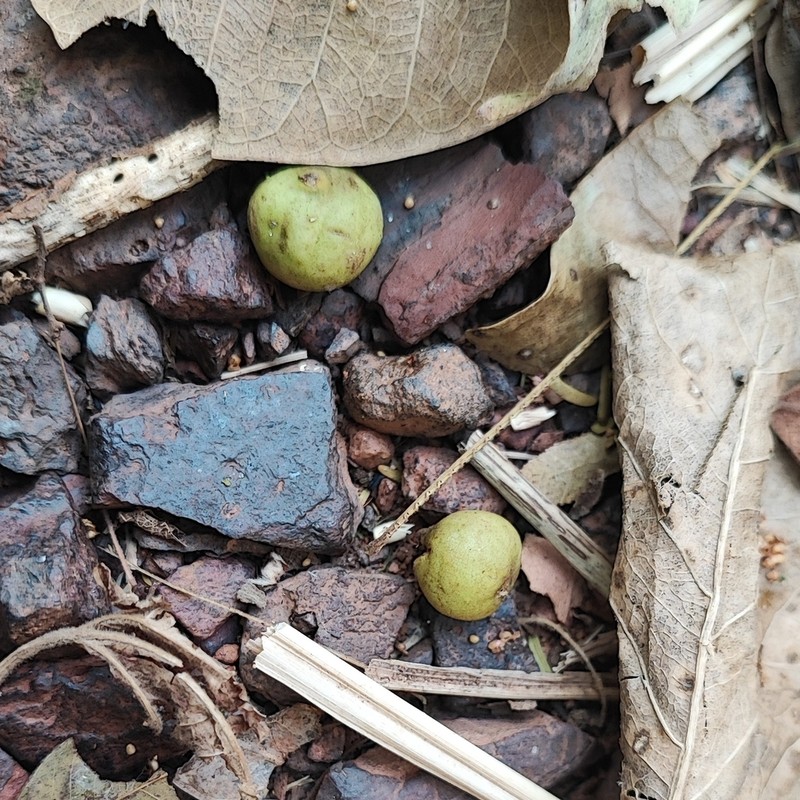 Ficus calyptroceras photo 2
